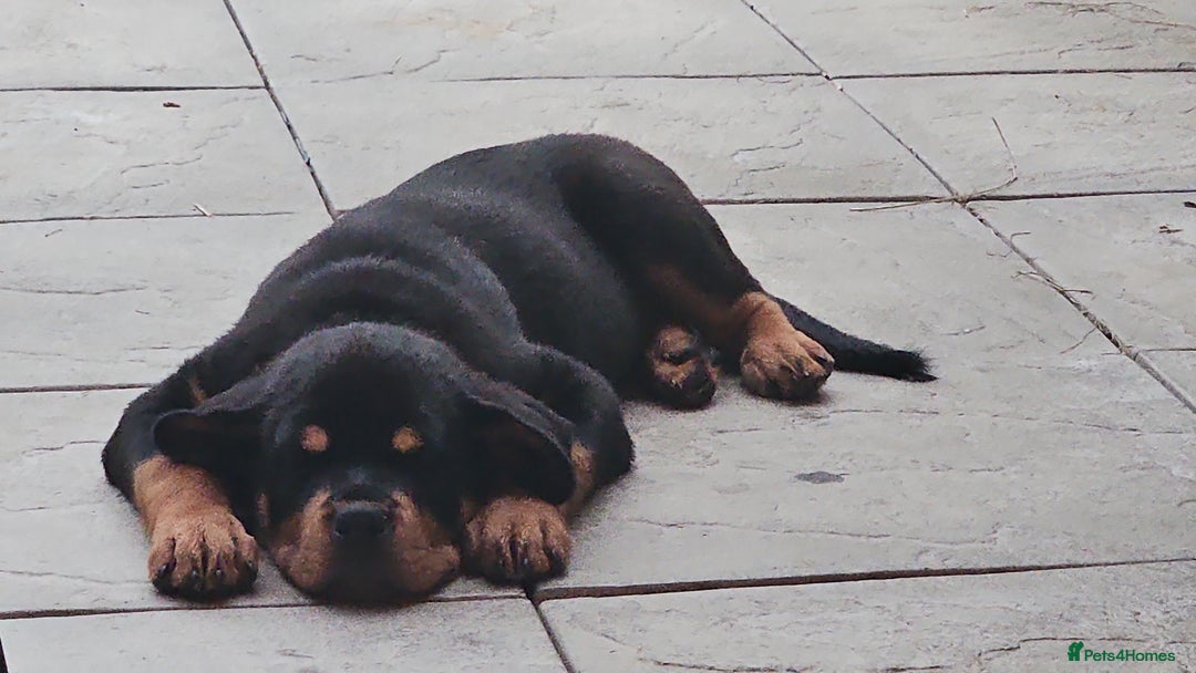 Rottweiler dogs for sale: Rottweiler puppy  - Image 2