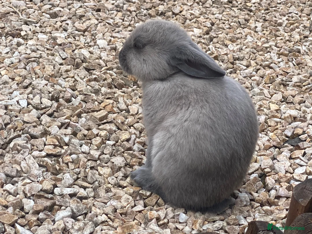 Mixed Breed rabbits for sale: Two Baby Rabbits  in Melton Mowbray - Advert 9