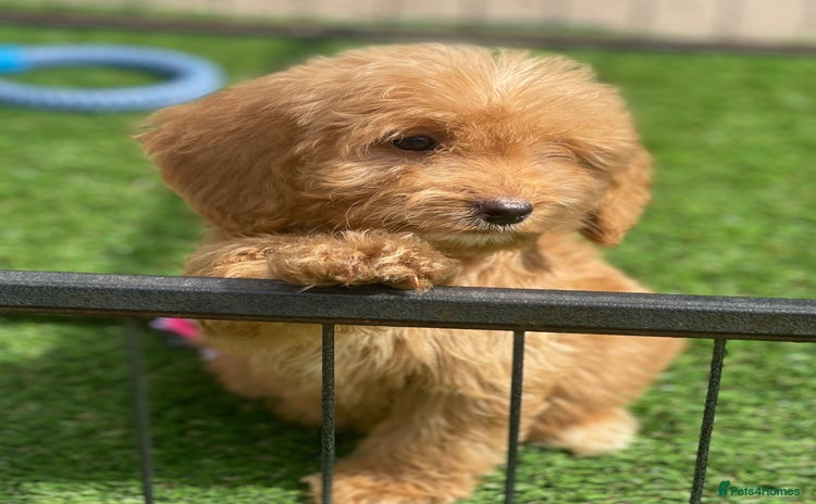 Cockapoo dogs - Advert 10