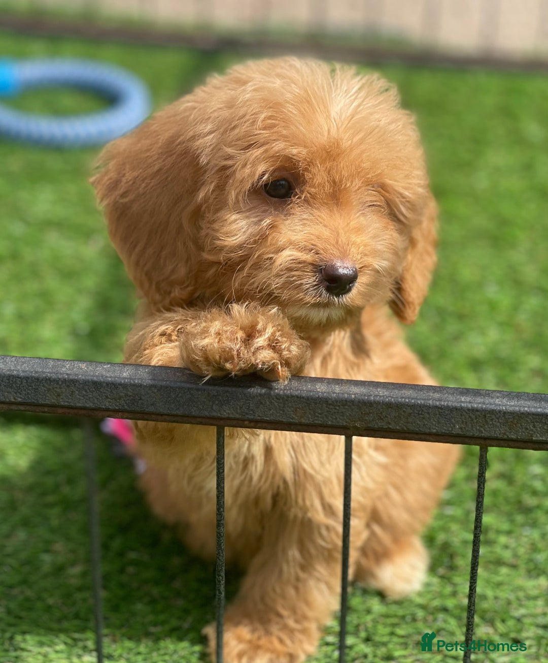 Cockapoo dogs for sale: Adorable F1 cockapoo pups NOW READY  - Image 1