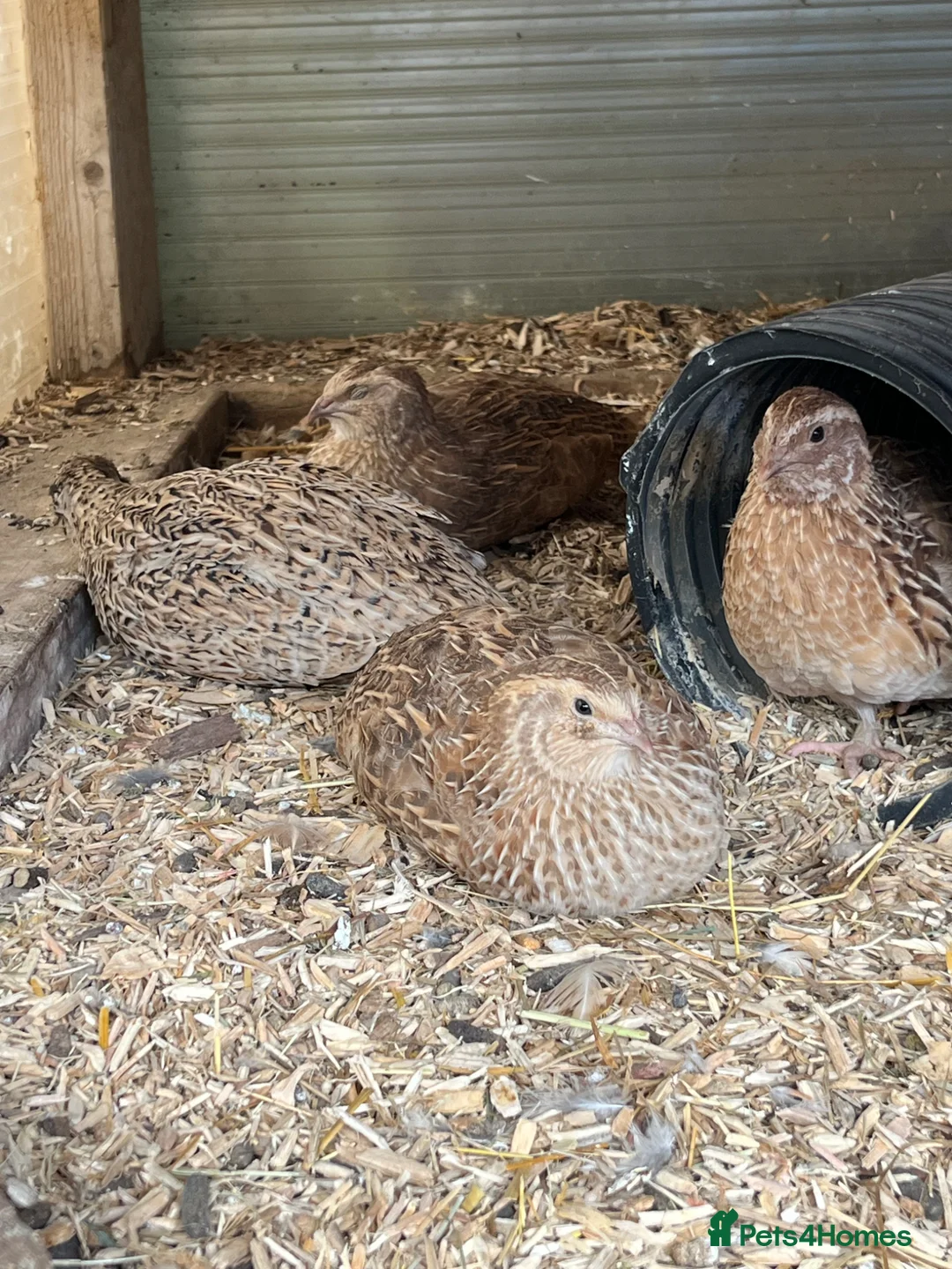 Chickens poultry for sale: Hatching eggs - Advert 2