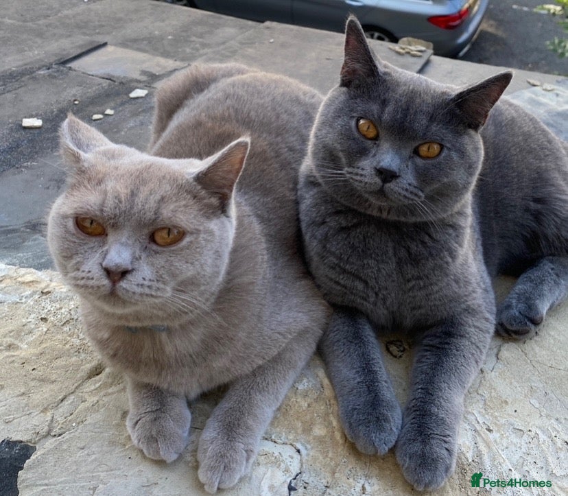 British Shorthair cats for sale: Four adorable British shorthair kittens  - Advert 2