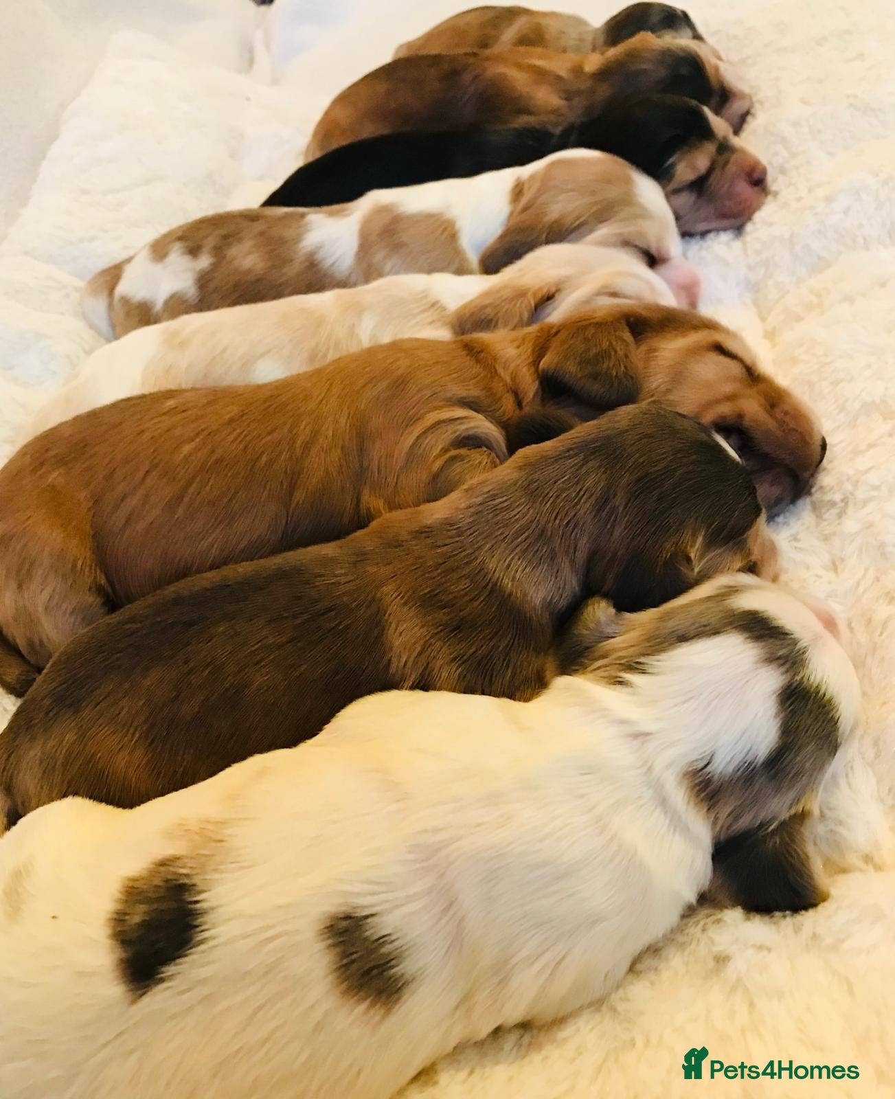 Cocker Spaniel dogs KC Reg,Health Tested, Show Cocker Spaniel Puppies  - Advert 10