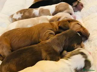 Cocker Spaniel dogs KC Reg,Health Tested, Show Cocker Spaniel Puppies - Advert 8