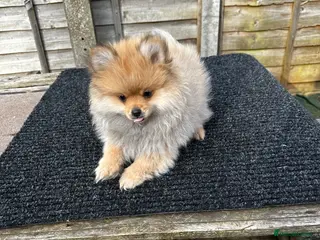 Pomeranian dogs ONE MALE LEFT CHAMP LINES 🐶😍 - Advert 13