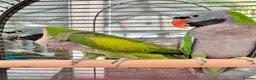 Parakeets birds for sale: Derbyan lord derby parakeet in Oldham - Advert 6