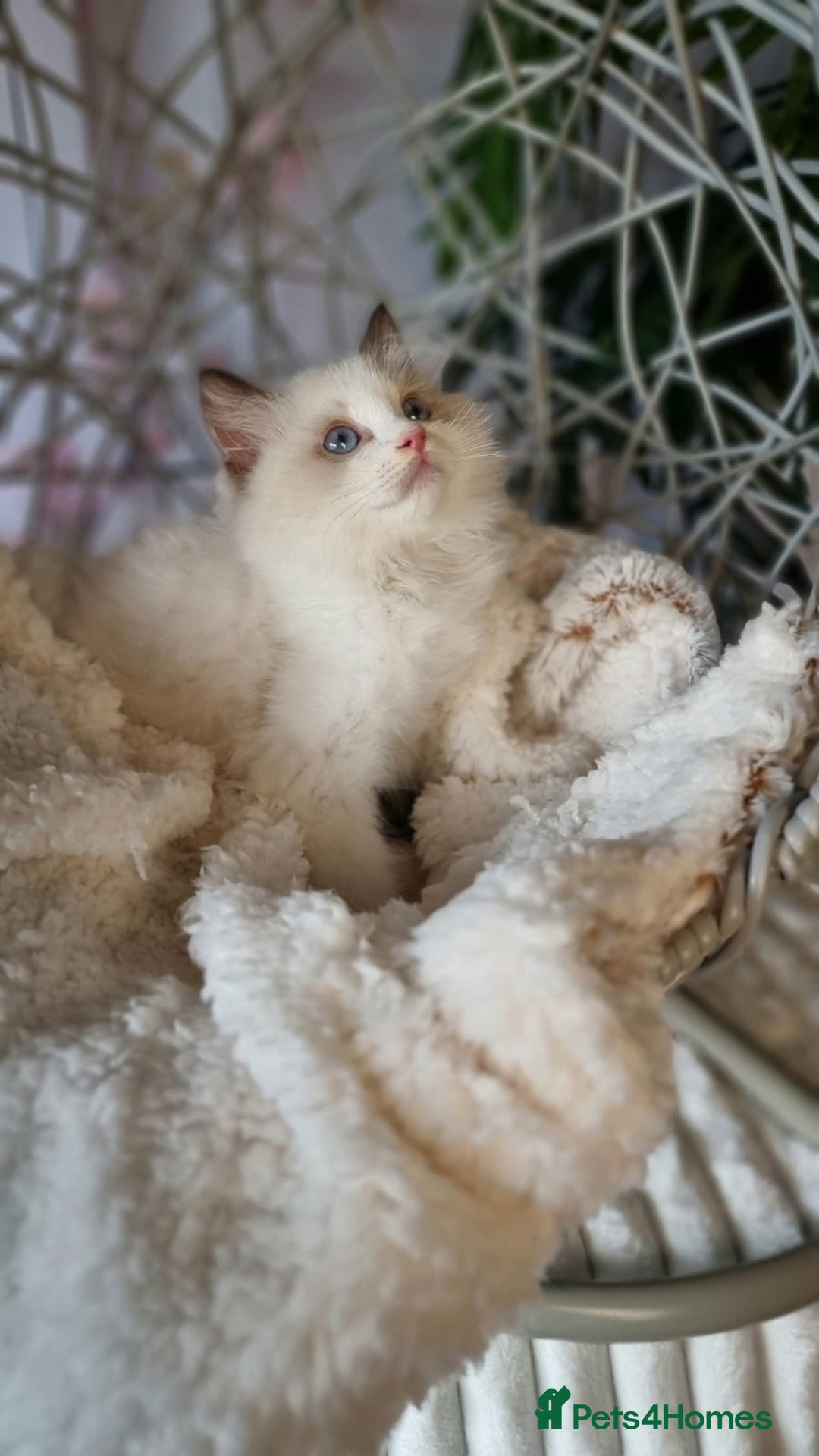 Ragdoll cats for sale: Quality Tica reg Ragdoll kittens  - Image 14
