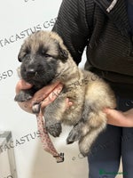 German Shepherd dogs - Advert 13