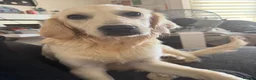 Golden Retriever dogs for sale: Lovely Female Golden Retriver in Dartford - Advert 2