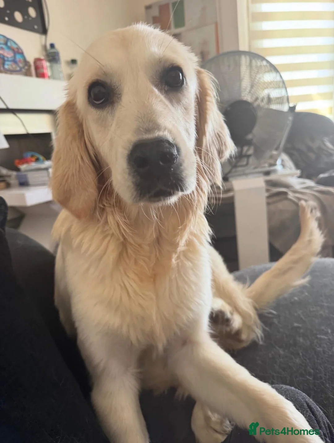 Golden Retriever dogs for sale: Lovely Female Golden Retriver in Dartford - Advert 2
