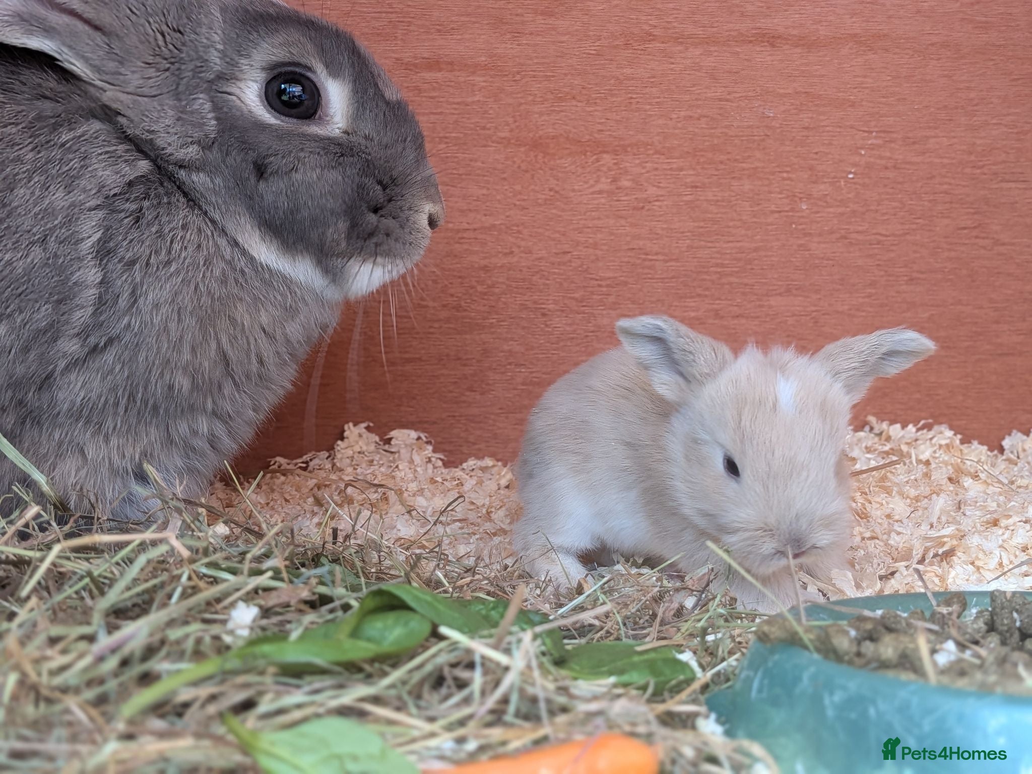 Mini Lop rabbits Beautiful friendly Mini Lops - Advert 1
