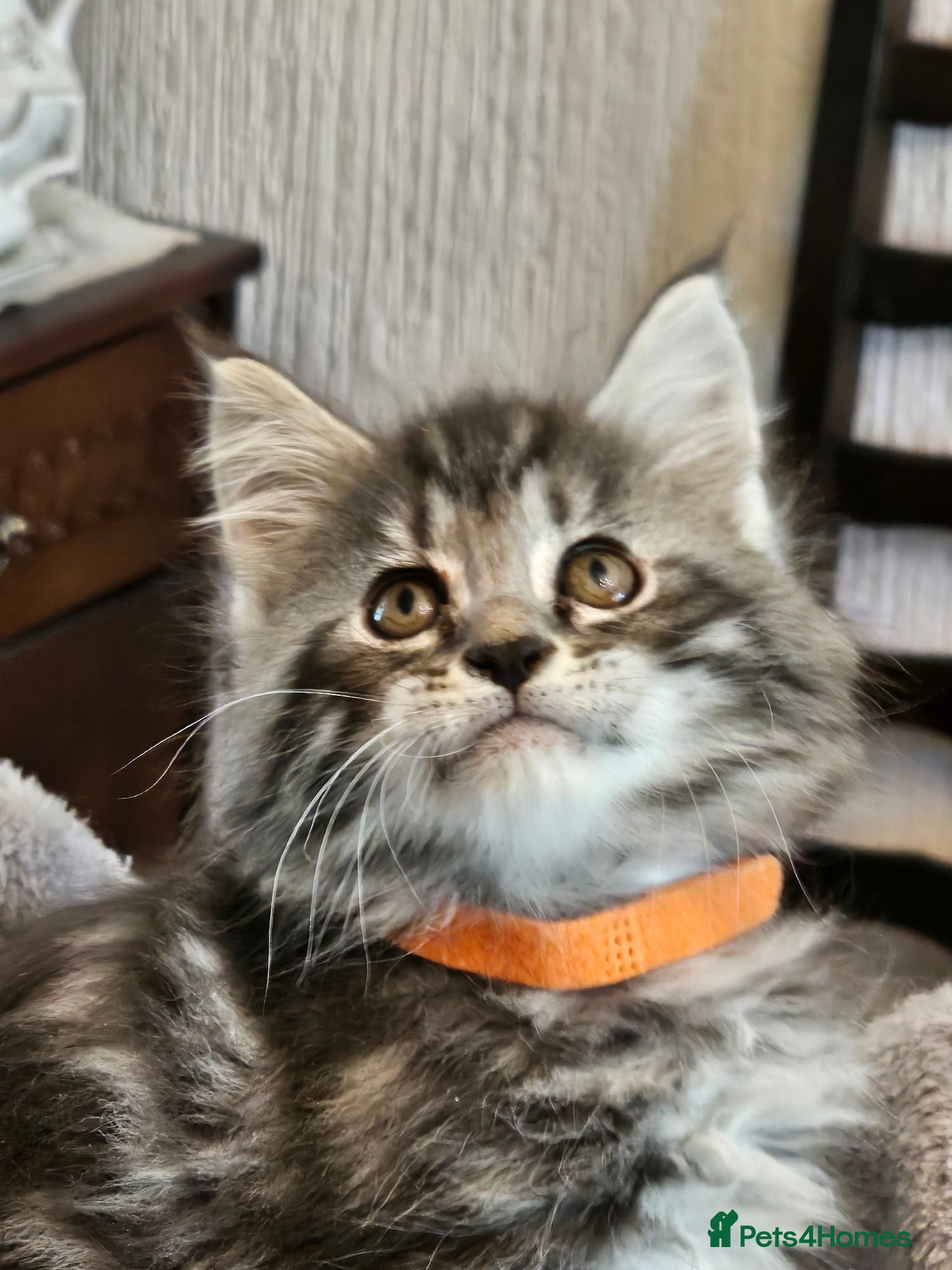 Maine Coon cats Stunning Maine Coon kittens  - Advert 4