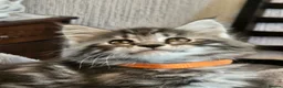 Maine Coon cats for sale: Stunning Maine Coon kittens  - Advert 2