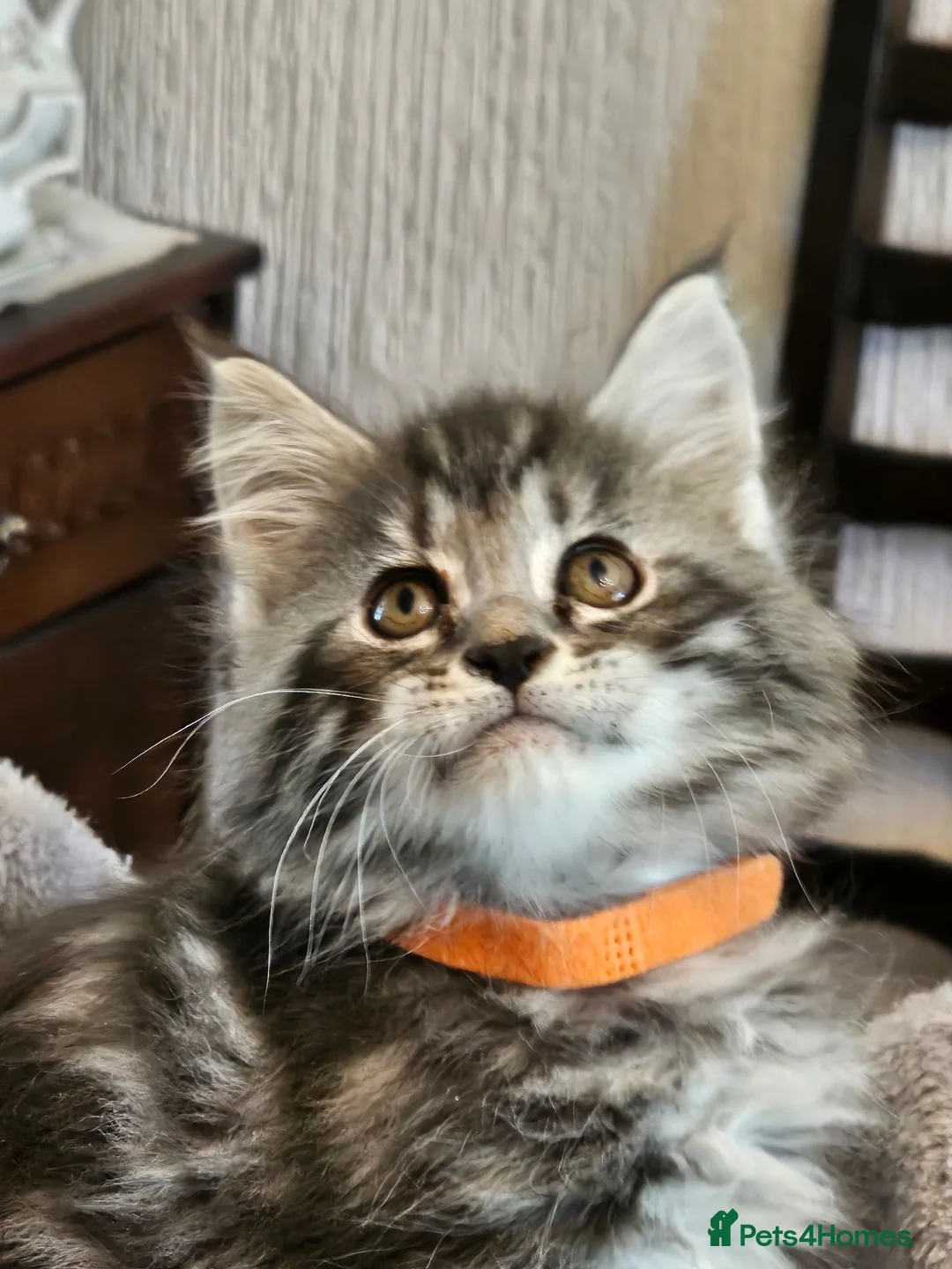 Maine Coon cats for sale: Stunning Maine Coon kittens  - Advert 2