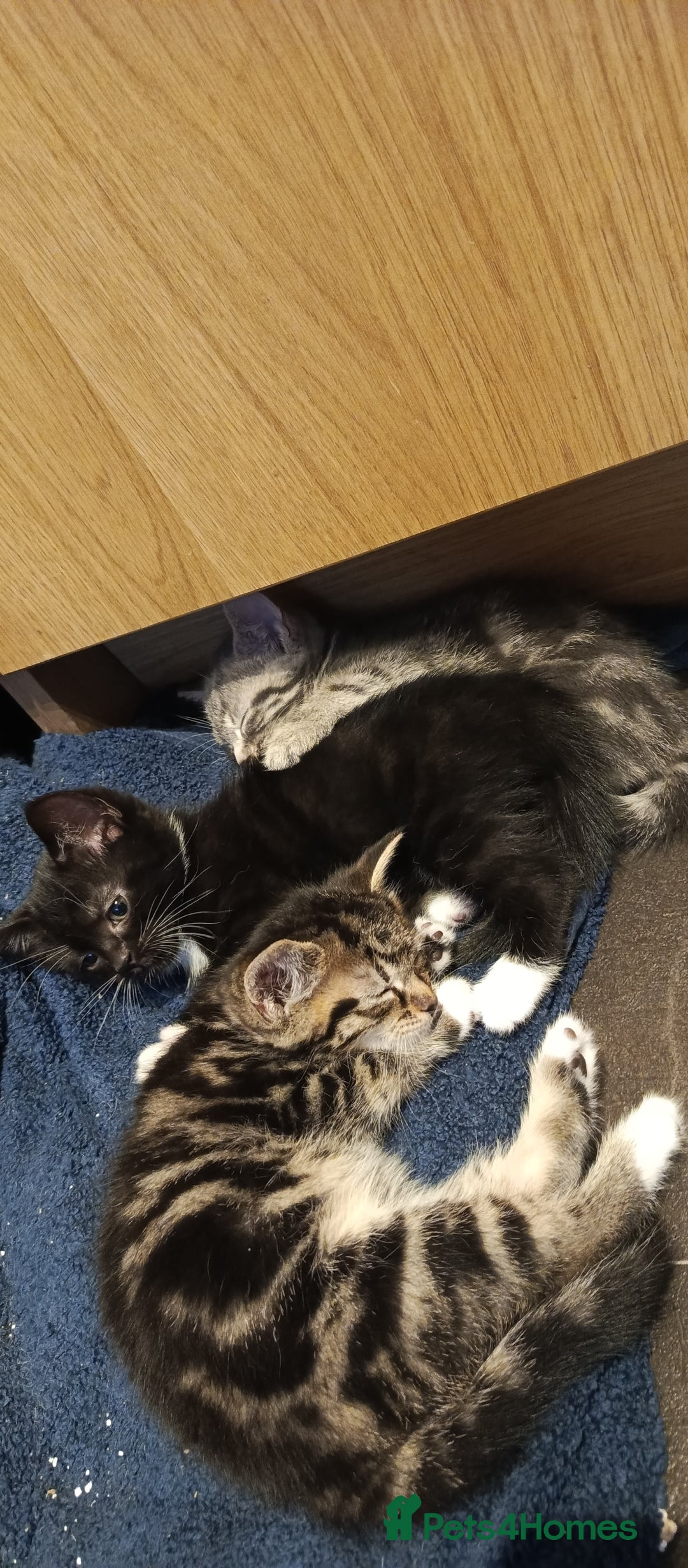 Mixed Breed cats for sale: 3 beautiful kittens looking for their forever home - Image 26