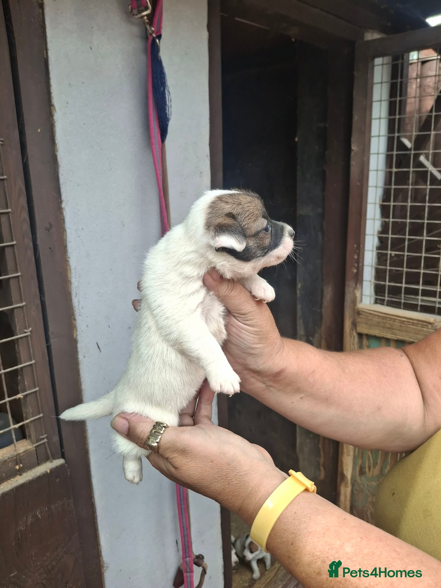 Jack Russell dogs for sale: Jack Russell puppys in Enfield - Advert 10