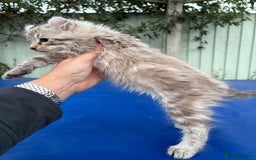 Savannah cats for sale: Super rare longhaired girl  - Advert 4
