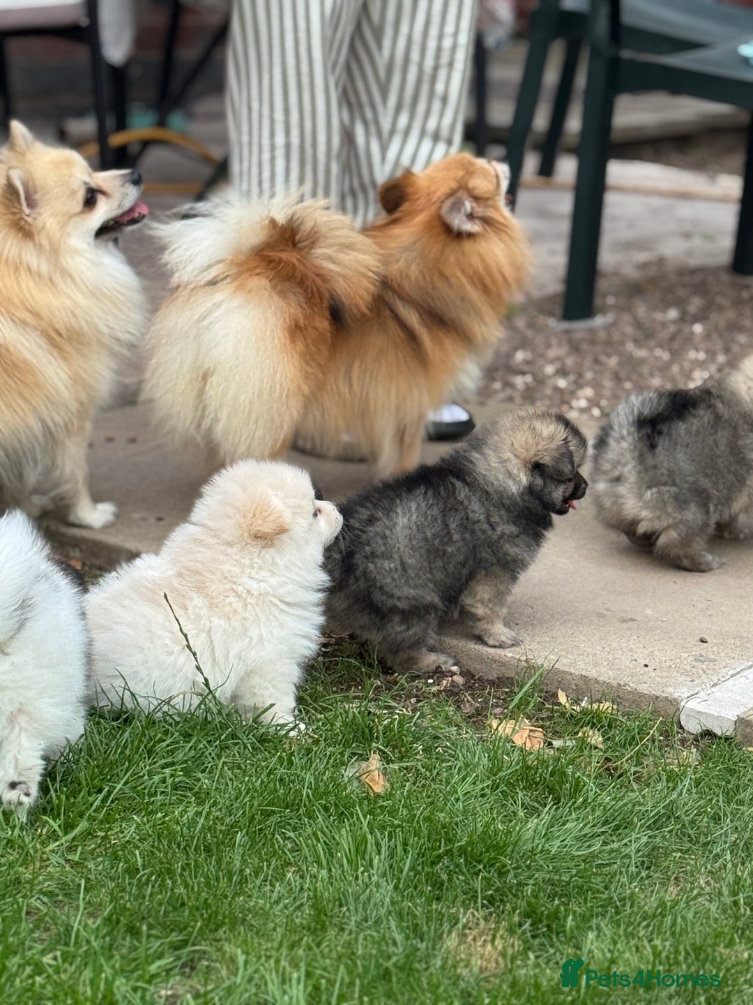 Pomeranian dogs for sale: Pomeranian puppies 🐶  - Image 15