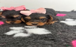 Yorkshire Terrier dogs for sale: Yorkshire Terrier Puppy 5 - 6 beautiful Yorkshire terriers  - Image 30