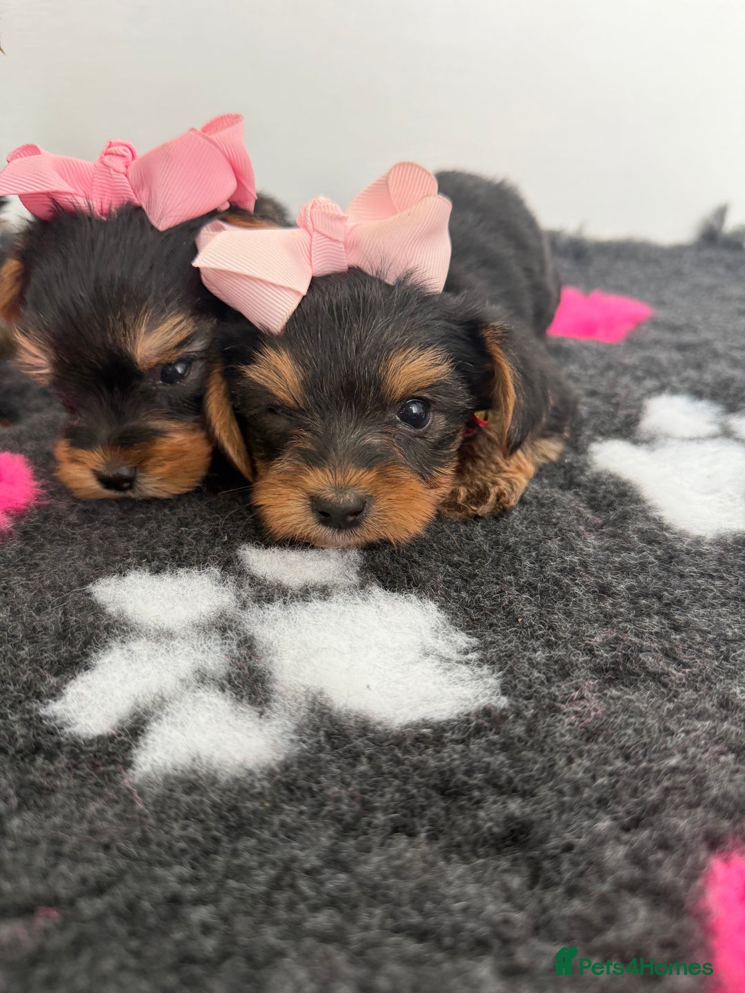 Yorkshire Terrier dogs for sale: Yorkshire Terrier Puppy 5 - 6 beautiful Yorkshire terriers  - Image 30