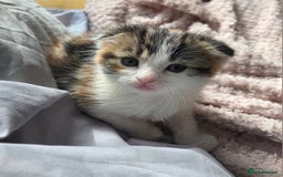 Scottish Fold cats for sale: Beautiful Scottish Folds - Image 16