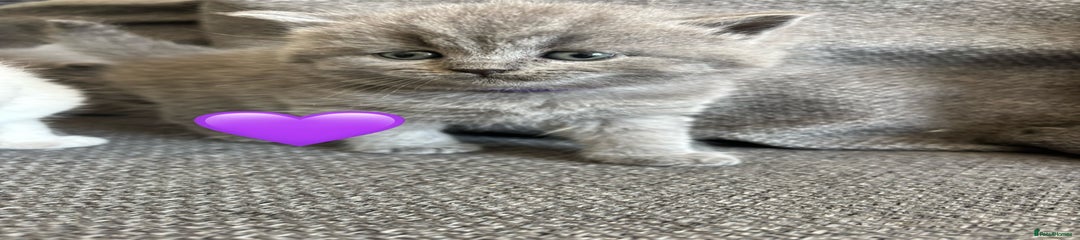 British Shorthair Kitten 4