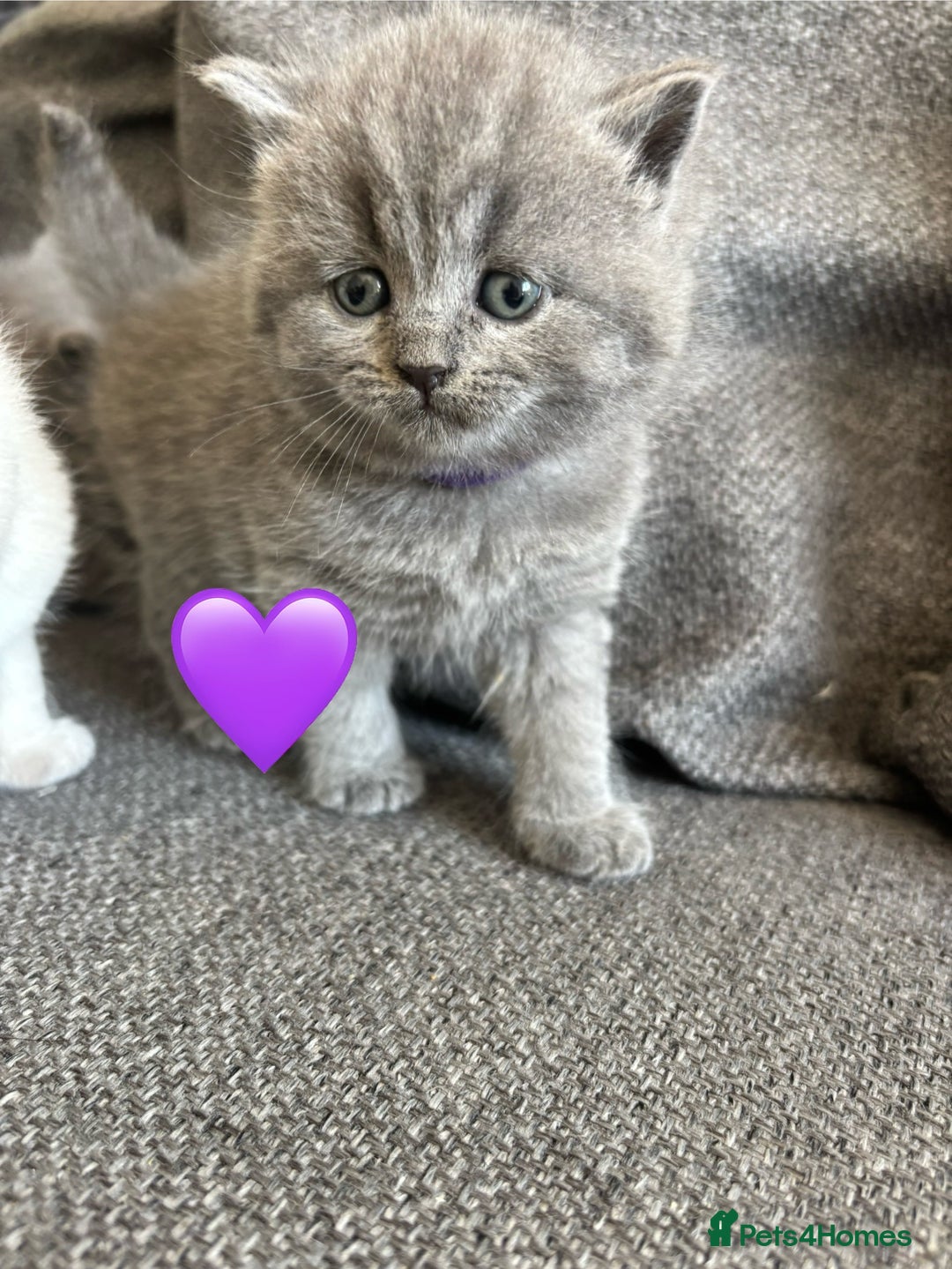 British Shorthair cats for sale: British Shorthair Kittens   - Image 4