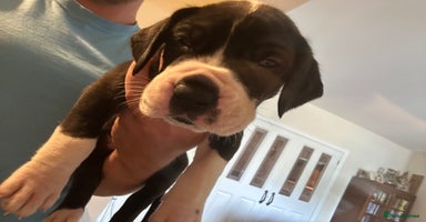 Great Dane dogs - Advert 12