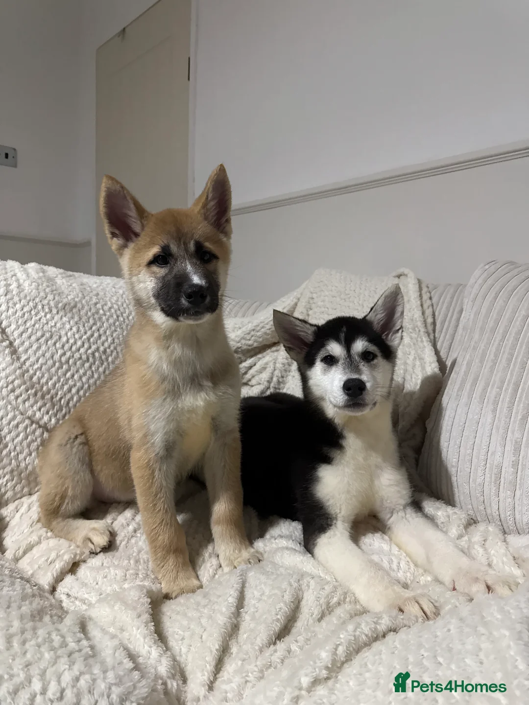 Huskita dogs for sale: FULLY VACCINATED Huskita Puppies 🤍 LAST 2 - Advert 9