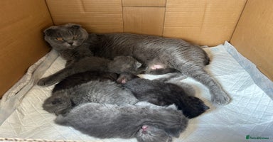 Scottish Fold cats in Chatham - Advert 4