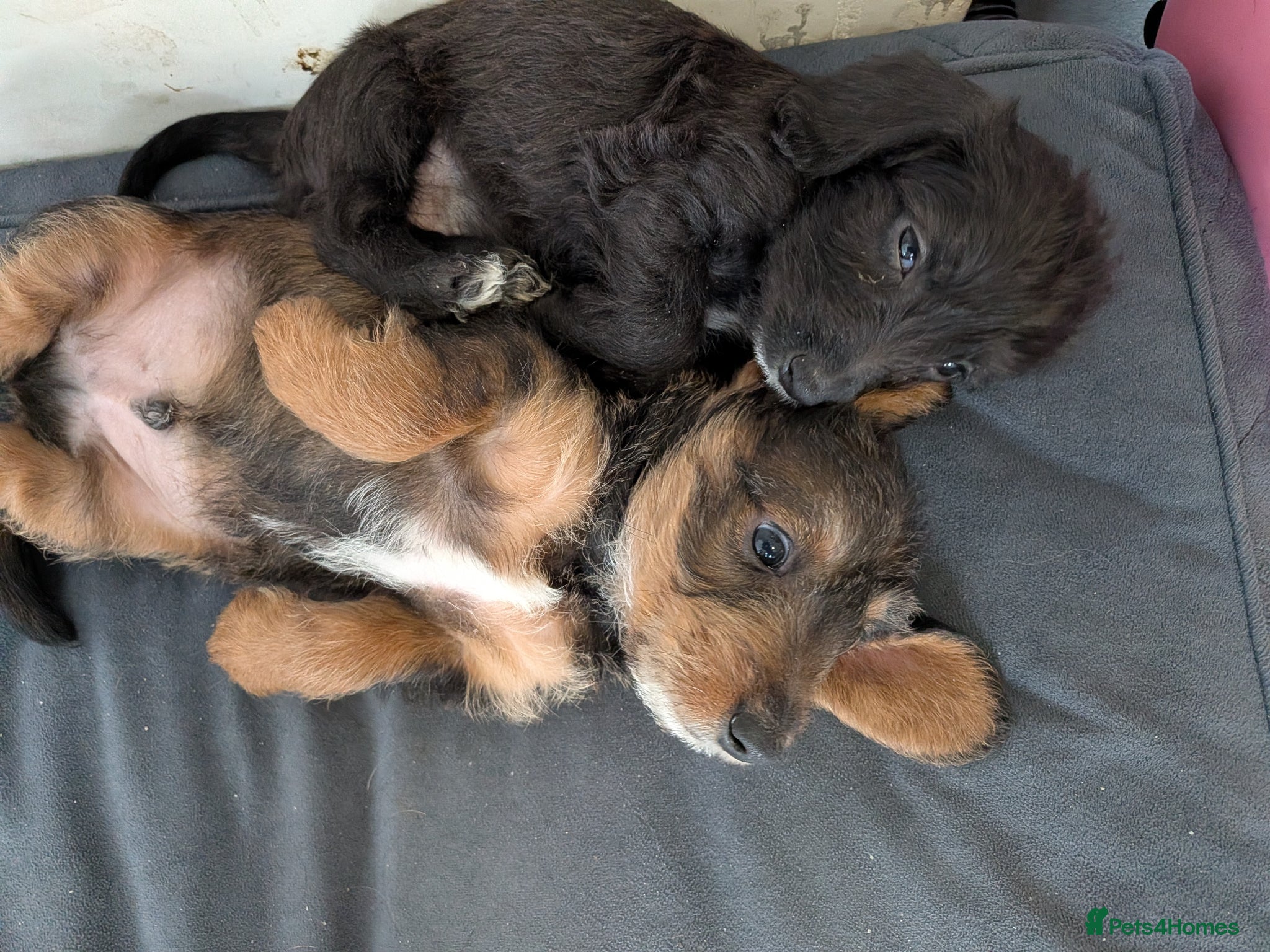 Doxiepoo dogs Doxiepoo males  - Advert 1