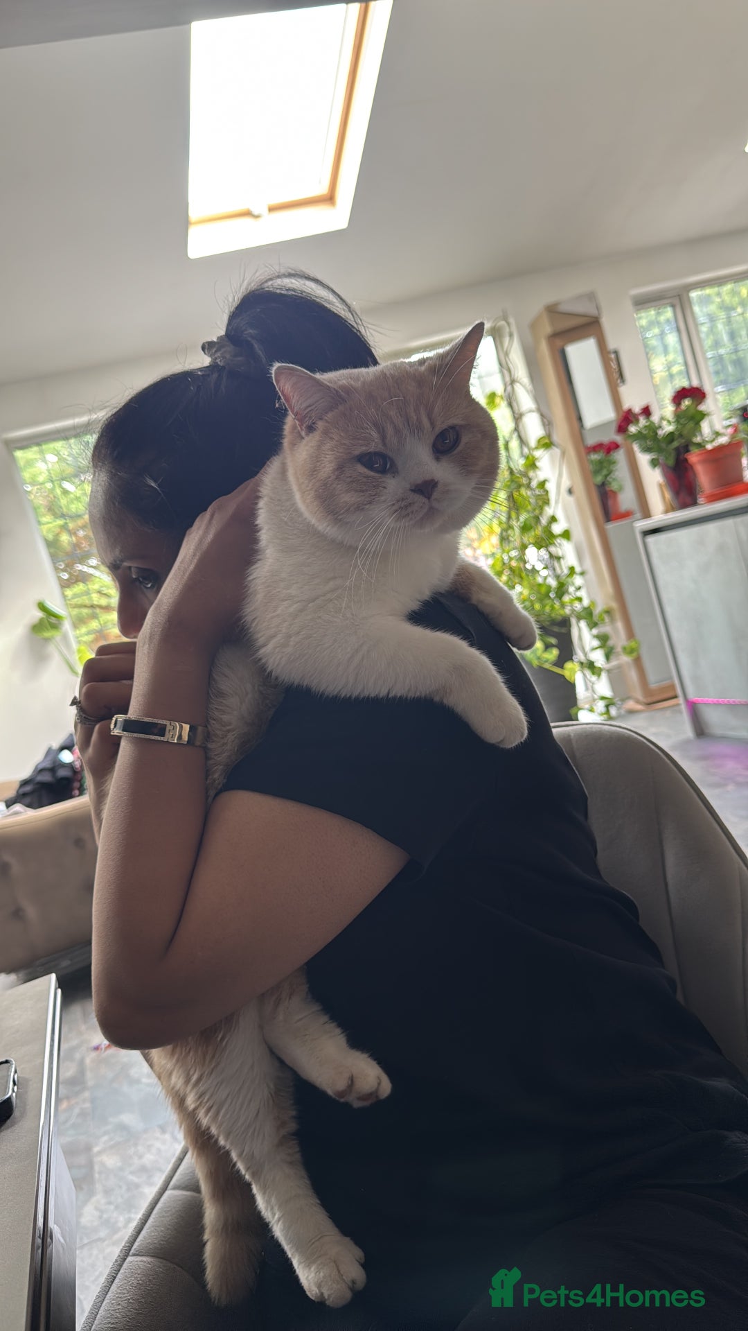 British Shorthair cats for sale: Cute & Friendly BSH 🥰 - Advert 2