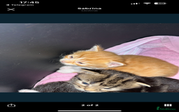 Siberian cats for sale: Kittens  - Image 4
