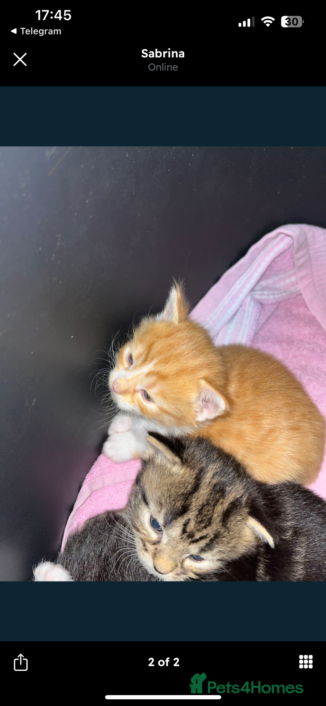 Siberian cats for sale: Kittens  - Image 4