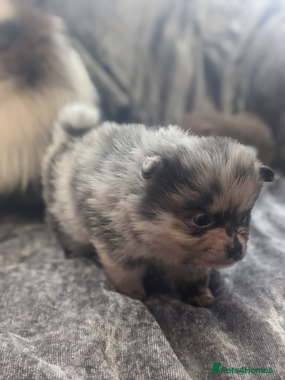Pomeranian dogs for sale: Pomeranian Blue girl left!   - Advert 25