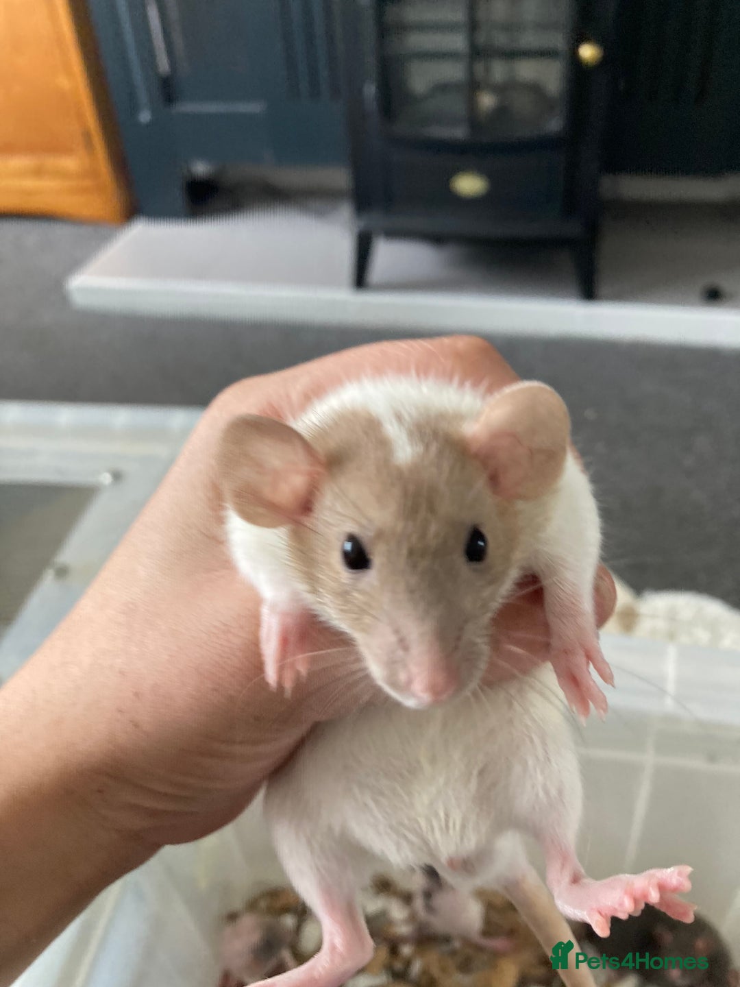 Rat rodents for sale: Baby Fancy/Dumbo/naked and Rex Rats available Hull - Image 4