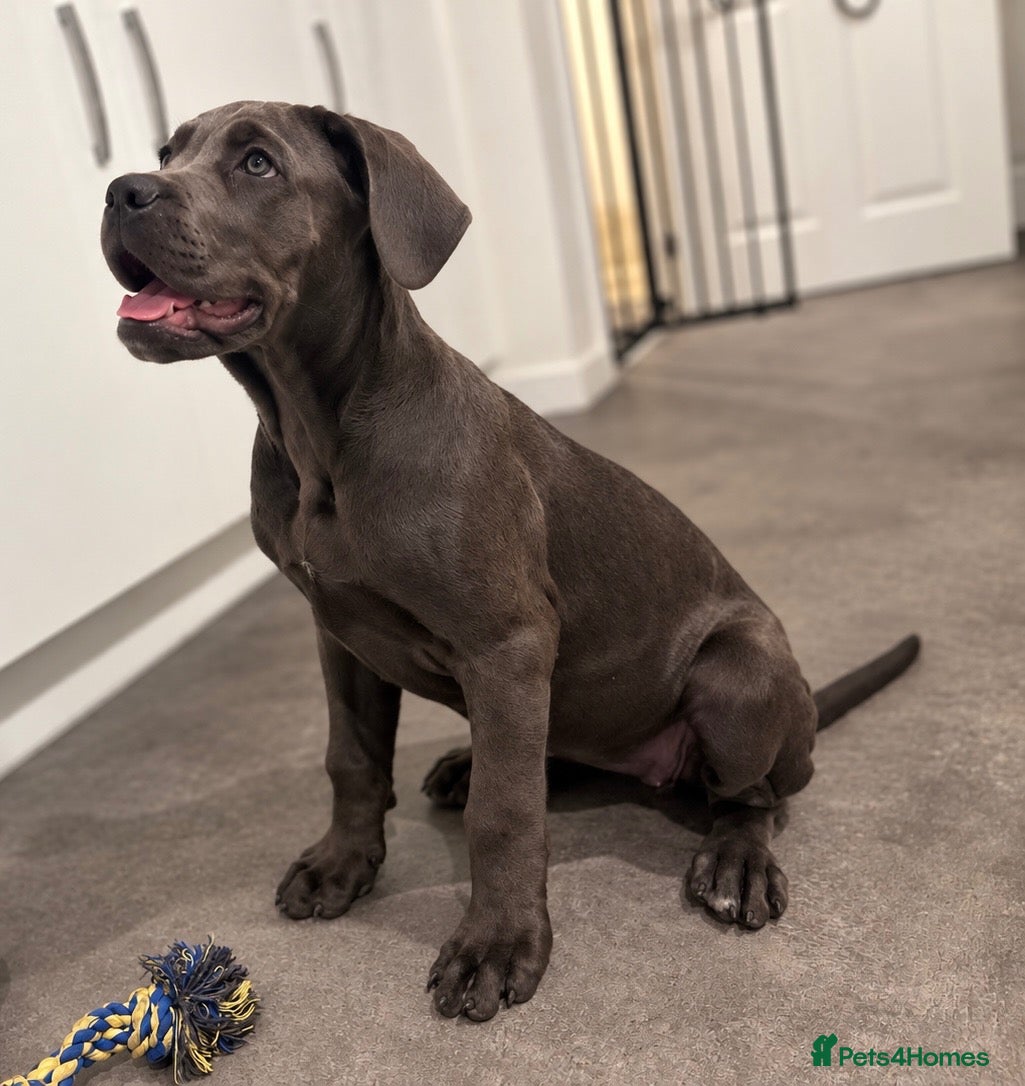 Cane Corso dogs Cane Corso Puppies | Blue & Formentino Girls - Advert 4
