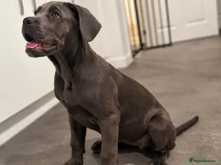 Cane Corso dogs Cane Corso Puppies | Blue & Formentino Girls - Advert 4