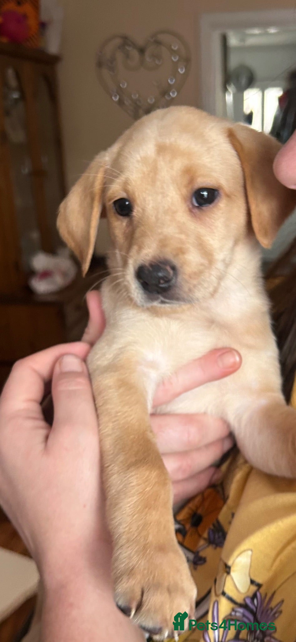 Labrador Retriever dogs Gorgeous Labrador girl puppies  - Advert 1