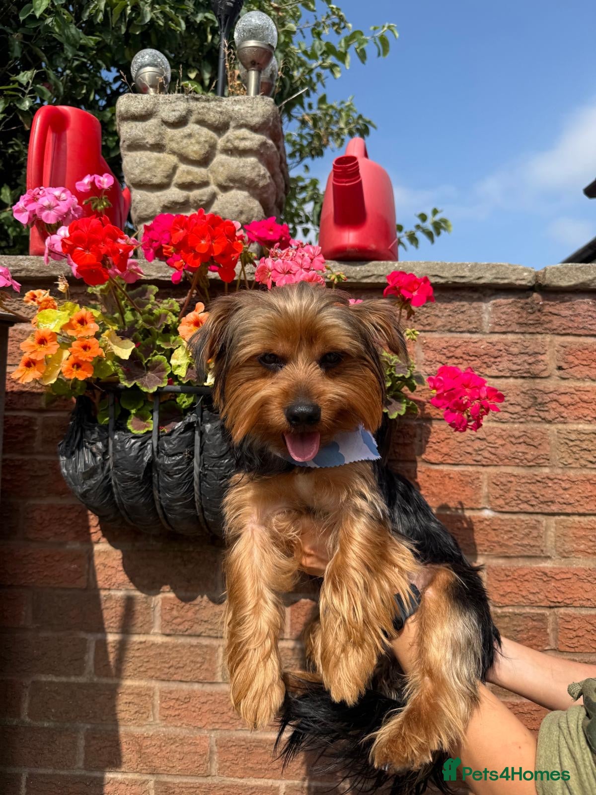 Yorkshire Terrier dogs Yorkshire terrier male 12 months  - Advert 2