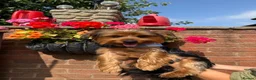 Yorkshire Terrier dogs for sale: Yorkshire terrier male 12 months  in Burntwood - Advert 1