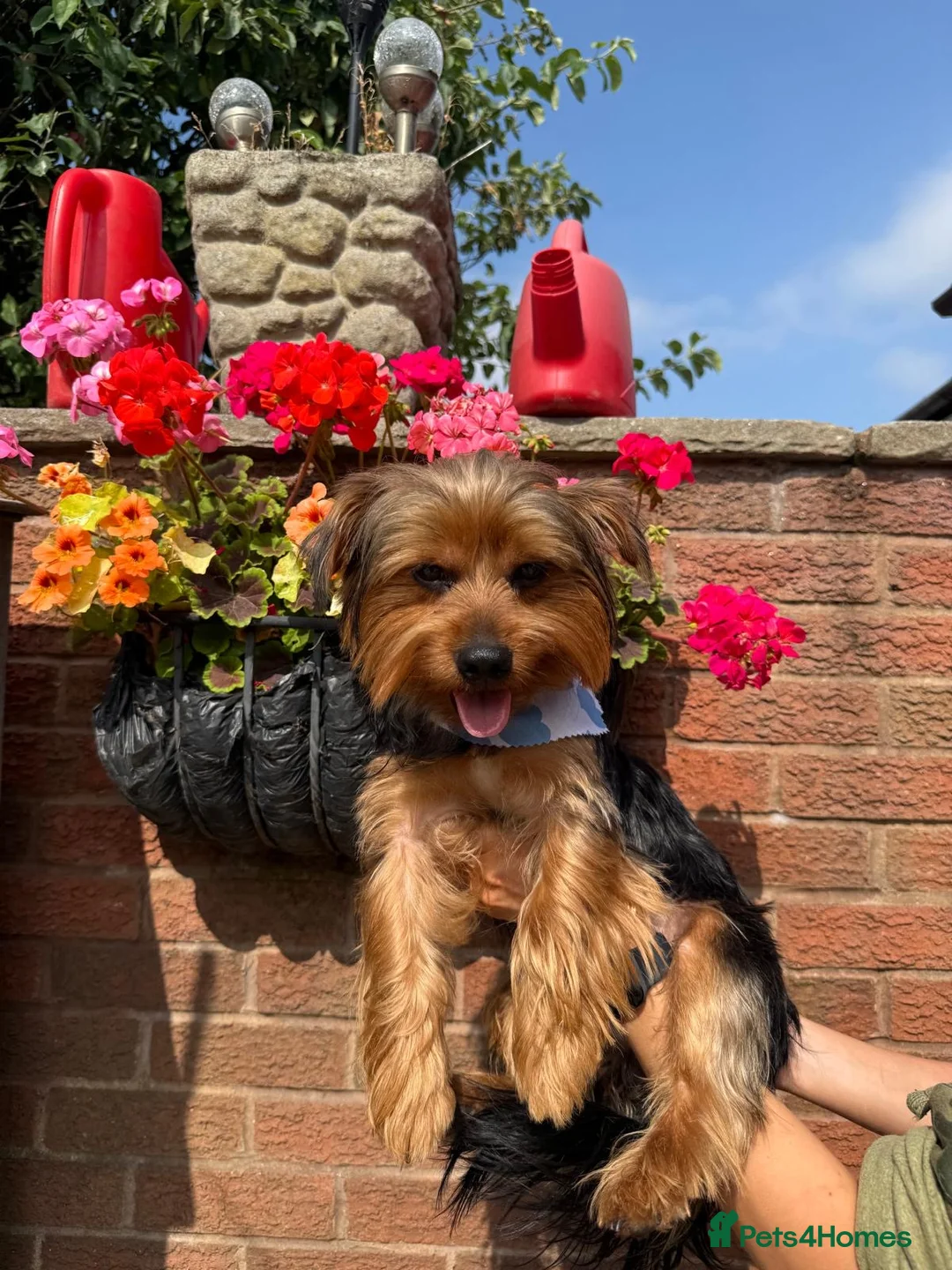 Yorkshire Terrier dogs for sale: Yorkshire terrier male 12 months  in Burntwood - Advert 1