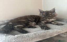 Maine Coon cats for sale: *READY NOW* STUNNING TICA ACTIVE FEMALE KITTEN  - Image 13