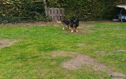 German Shepherd dogs for stud: German Shepherd boy for stud - Image 4