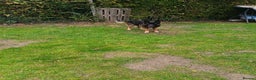German Shepherd dogs for stud: German Shepherd boy for stud - Advert 5