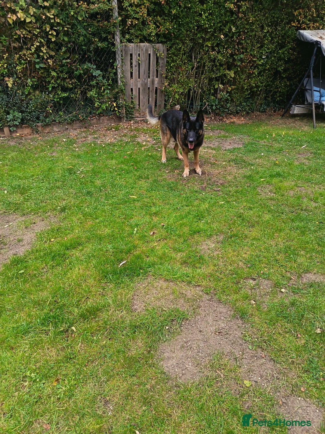 German Shepherd dogs for stud: German Shepherd boy for stud - Image 4