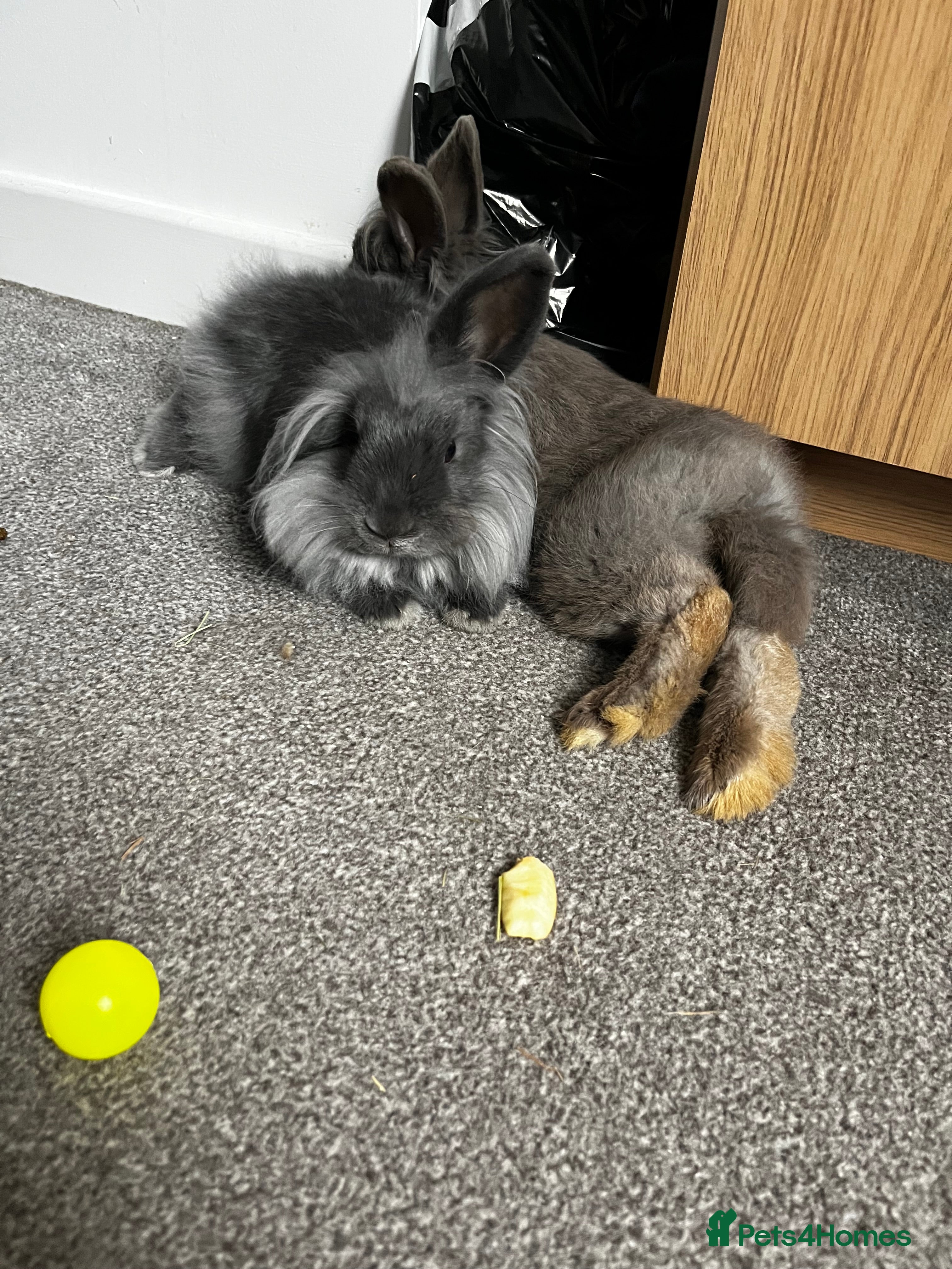 Mixed Breed rabbits Two rabbits for sale - Advert 2