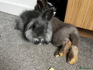 Mixed Breed rabbits Two rabbits for sale - Advert 2