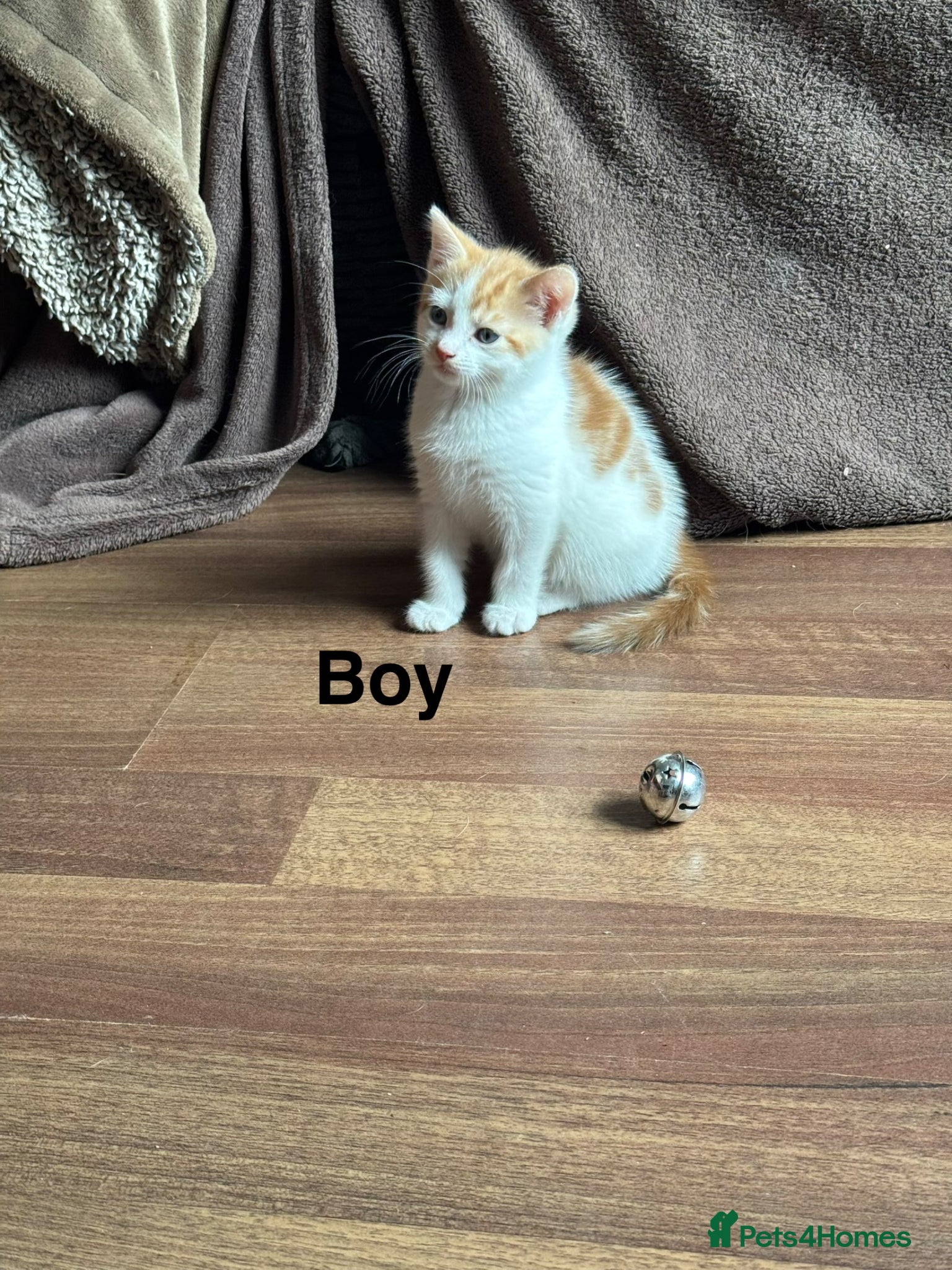Mixed Breed cats 4 kittens left looking for new homes  - Advert 16