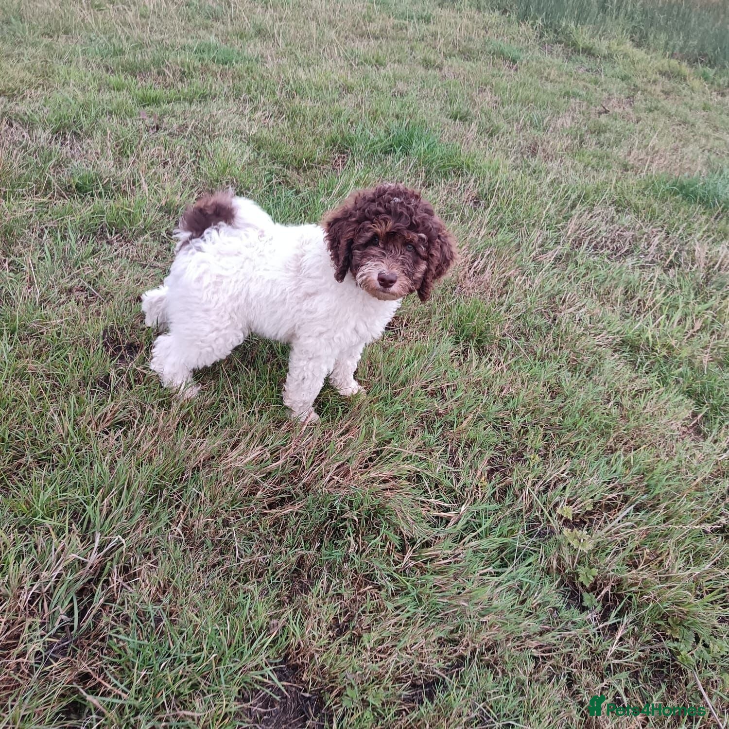 Labradoodle dogs 🌈One Boy Available,🌈BVA DNA ❤️rare markings - Advert 1